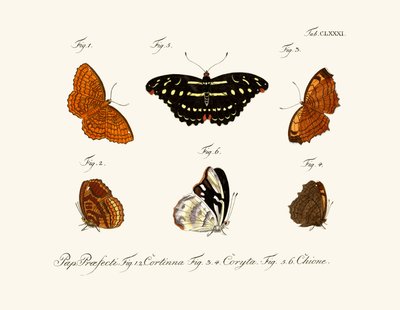 Butterflies by German School