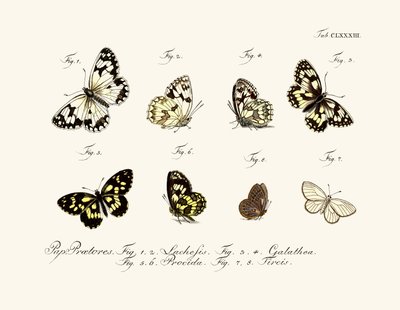 Butterflies by German School