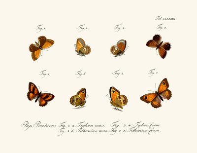 Butterflies by German School