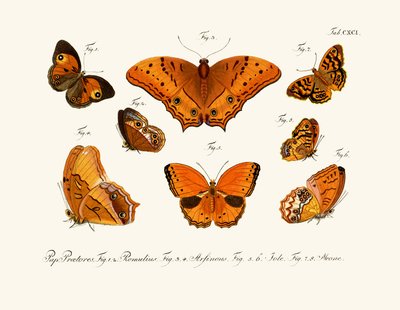 Butterflies by German School