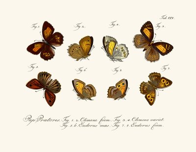 Butterflies by German School