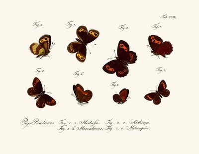 Butterflies by German School
