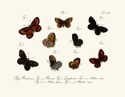 Butterflies by German School
