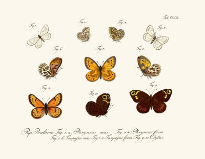 Butterflies by German School
