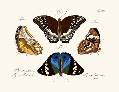 Butterflies by German School