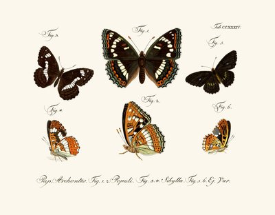 Butterflies by German School