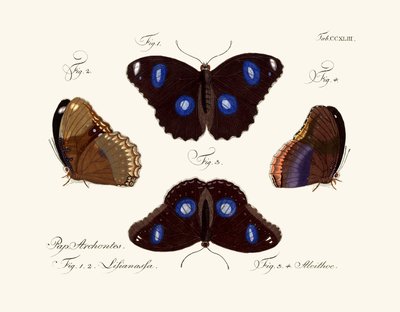Butterflies by German School
