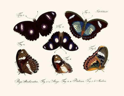 Butterflies by German School