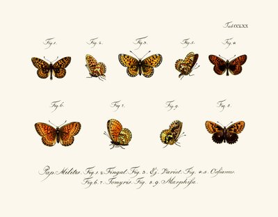 Butterflies by German School
