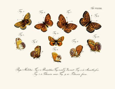 Butterflies by German School