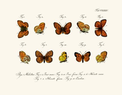 Butterflies by German School