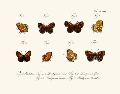 Butterflies by German School