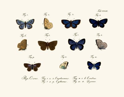 Butterflies by German School
