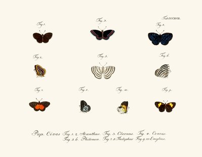 Butterflies by German School