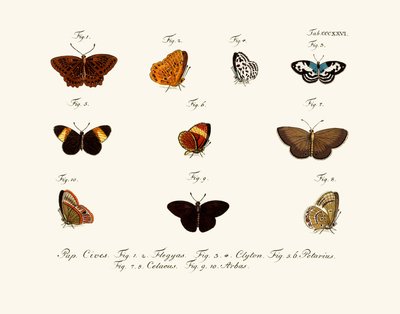 Butterflies by German School