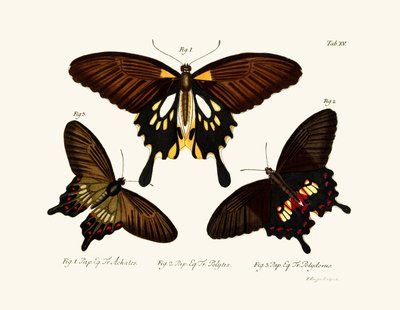 Butterflies by German School