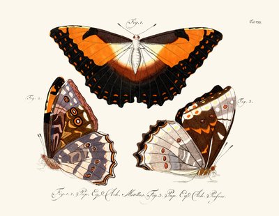 Butterflies by German School