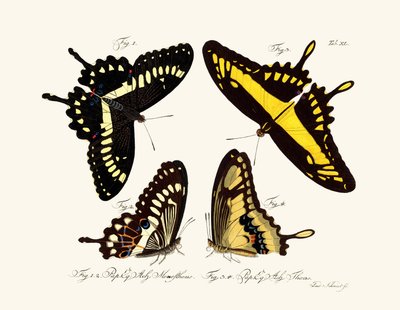Butterflies by German School