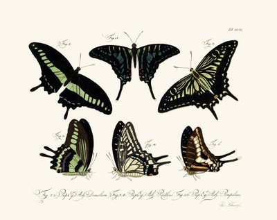 Butterflies by German School