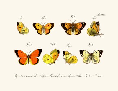 Butterflies, 1783-1806 by German School