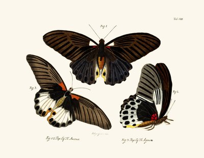 Butterflies by German School