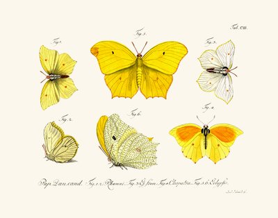 Butterflies by German School