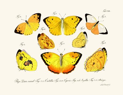Butterflies by German School