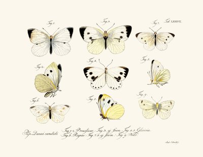 Butterflies by German School