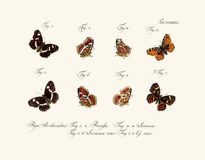 Butterflies by German School