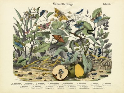 Butterflies by German School