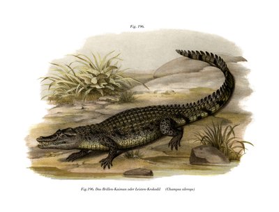 Caiman by German School