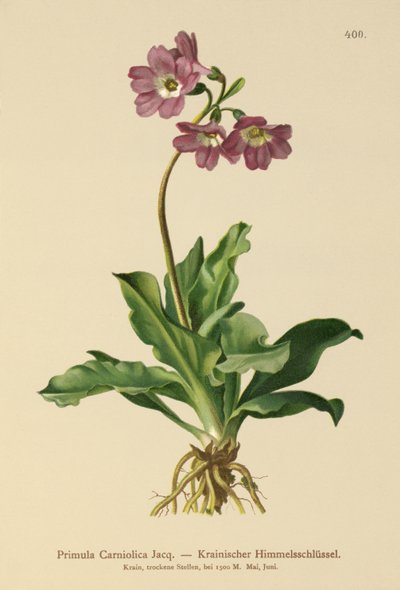 Carniolan Primrose by German School