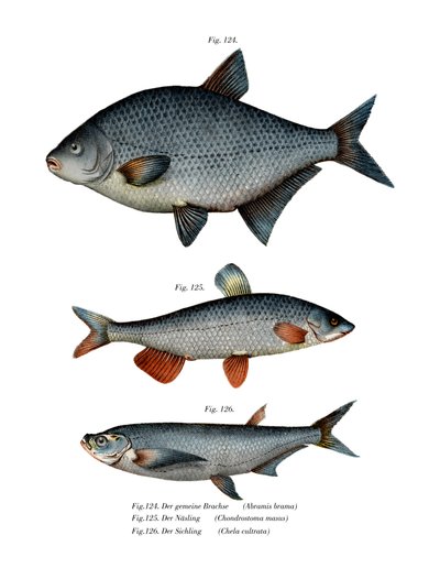 Carp Bream by German School