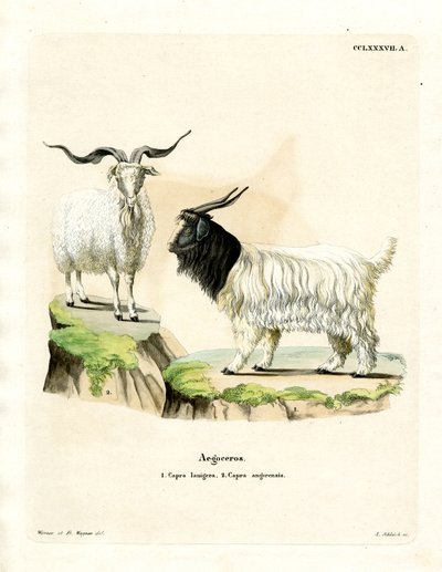 Cashmere Goat by German School