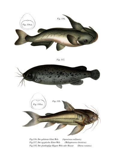 Catfish by German School