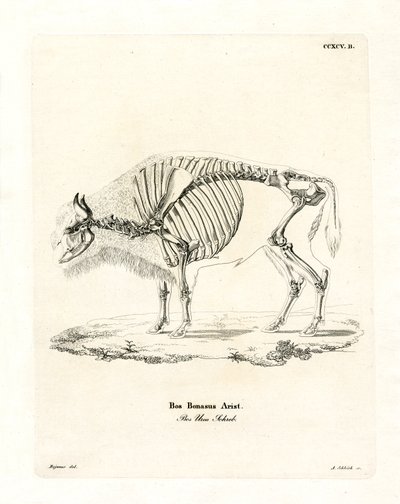 Cattle Skeleton by German School