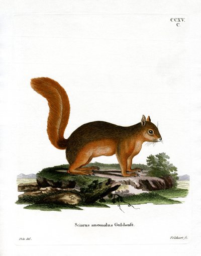 Caucasian Squirrel by German School