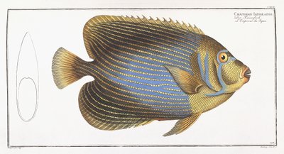 Chaetodon Imperator by German School