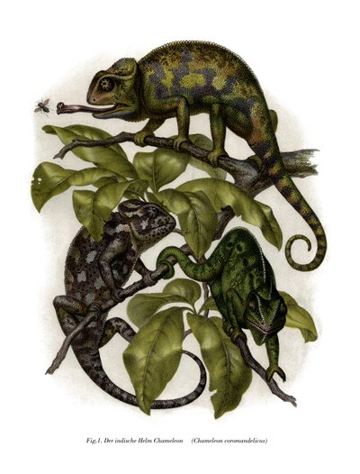 Chameleon by German School