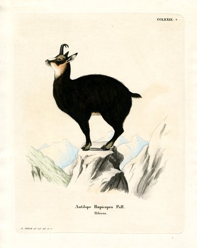 Chamois by German School