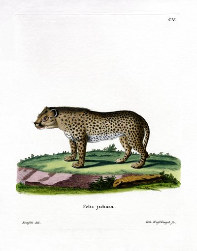 Cheetah by German School