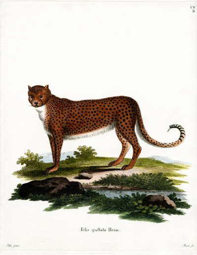 Cheetah by German School