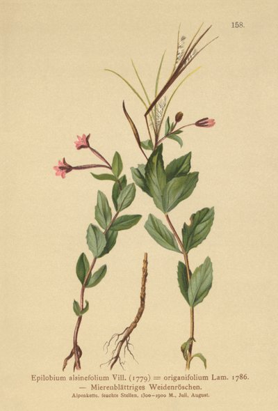 Chickweed Willowherb by German School