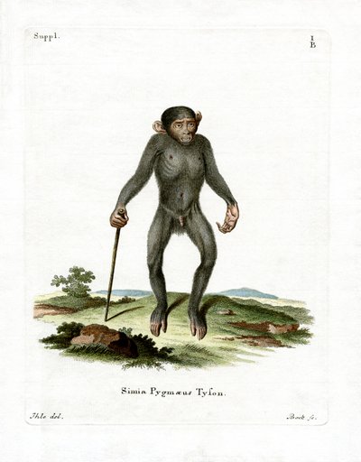 Chimpanzee by German School