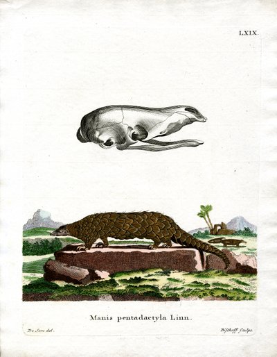 Chinese Pangolin by German School