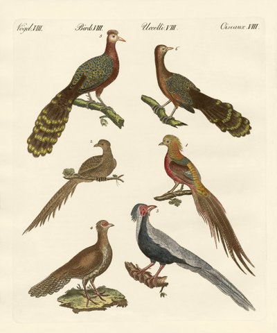 Chinese birds by German School