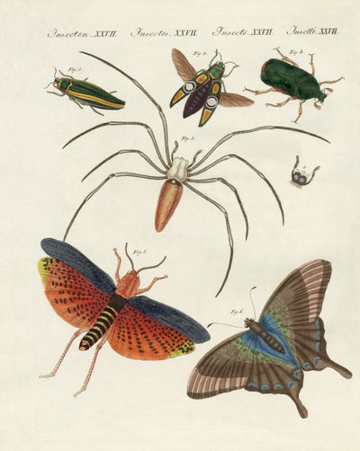 Chinese Insects by German School