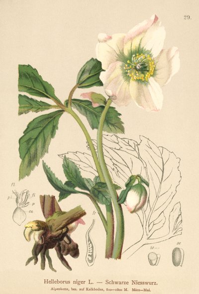 Christmas Rose by German School