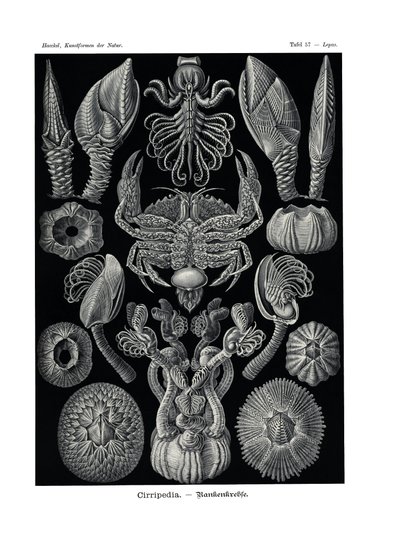 Cirripedia by German School