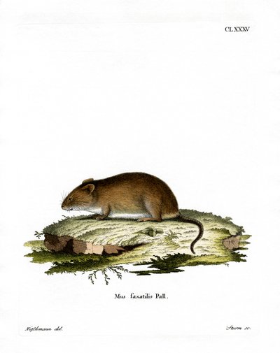 Cliff Mouse by German School